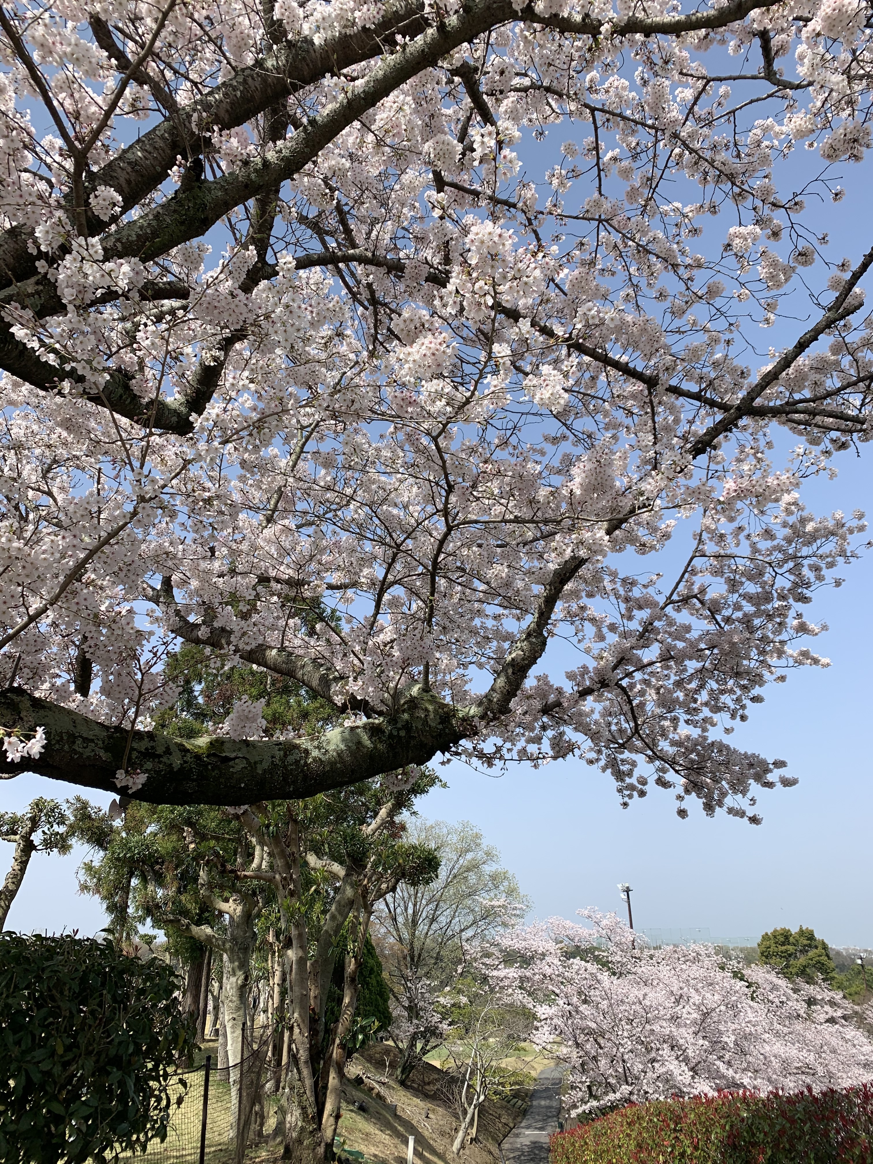 桜